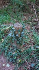 Poteau en bois recouvert de lierre dans une forêt naturelle