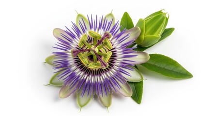 A vibrant purple and white passion flower, Passiflora, with a green bud and leaves isolated on a white background.