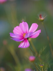 Fototapeta premium pink cosmos flower