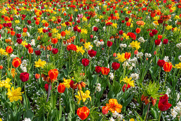 Fields of yellow and pink tulips, yellow daffodils, and white flowers in full bloom. Colorful floral background with vibrant spring blossoms creating a natural carpet of color.