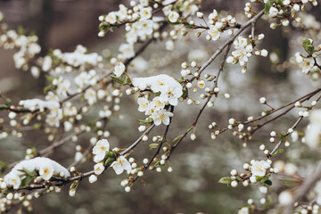 The branches of a tree blooming in spring are covered with snow.