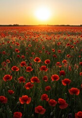 Dramatic, vibrant red poppies blanket a sprawling field under the warm glow of the setting sun, creating a peaceful, rustic landscape ,blooming ,sky ,tranquility