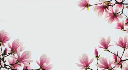 Fototapeta premium Lush pink and white magnolia blossoms form a beautiful decorative springtime floral border against a clean background, symbolizing renewal and freshness ,invitation ,flora ,background