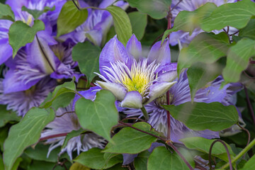 Purple clematis flowers growing in a garden.