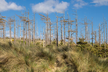 Forest at Llanddwyn Beach on Anglesey Isle.