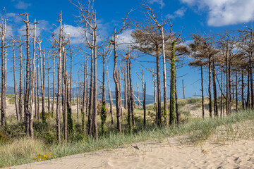 Forest at Llanddwyn Beach on Anglesey Isle.