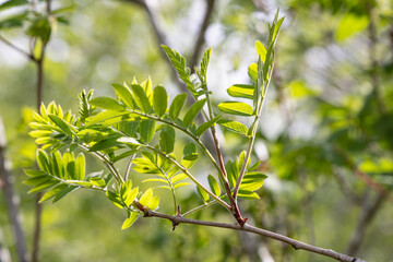 Green leaves on a tree in Snowdonia National Park.