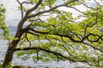 Tree on a lake shore in Snowdonia National Park.