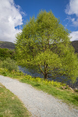 Tree on a lake shore in Snowdonia National Park.