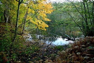 autumn in the forest