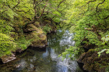 A stream flowing through a forest in Snowdonia National Park.