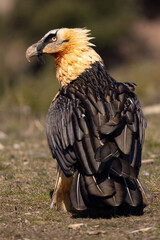 Bearded vulture