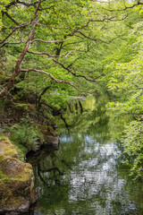 A stream flowing through a forest in Snowdonia National Park.