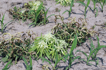 Weed control in agricultural crops. Phytotoxic effect of herbicide use on weeds in corn.