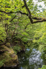 A stream flowing through a forest in Snowdonia National Park.
