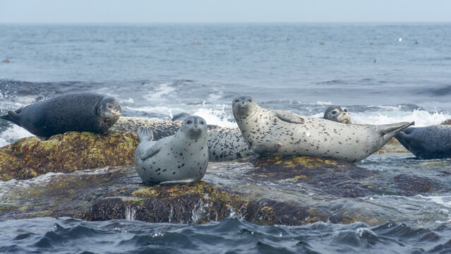Gray seals rest on the coast of Sakhalin Island.