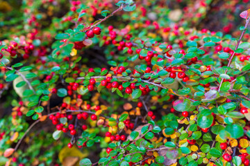Vibrant red berries and glossy green leaves create colorful natural contrast. Sharp detail and soft bokeh express freshness, growth, and beauty of seasonal vegetation.