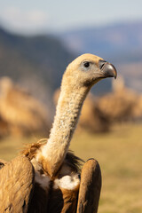 portait of a vulture