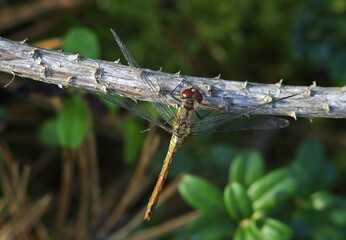 dragonfly on a branch