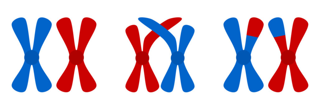 Step-by-step diagram process of genetic recombination and crossing over between homologous chromosomes in meiosis. Exchanging