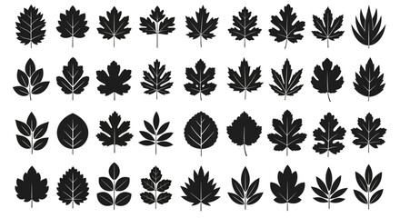 Large set of black vector leaf silhouettes isolated on a white background. EPS Editable