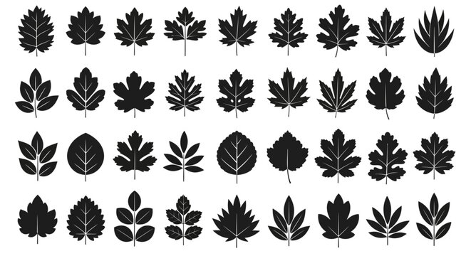 Large set of black vector leaf silhouettes isolated on a white background. EPS Editable