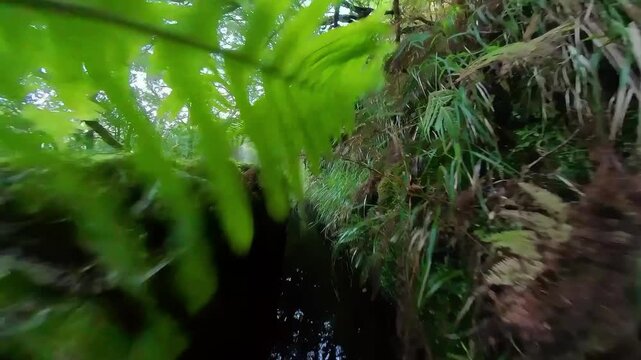 Camera is moving just above and below the surface of a levada covered with tropical vegetation in Madeira.
