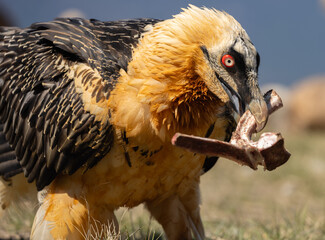 close up of a vulture eating a bone