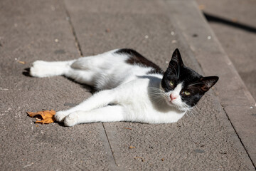 A black and white stray cat stretches in the sun on a city street