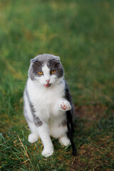 Funny Scottish Fold cat with raised paw and tongue out sitting on green grass