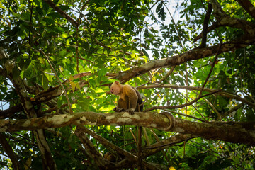 Mono capuchino en Tayrona