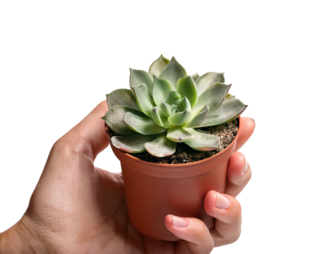 Hand holding small potted succulent plant, white background