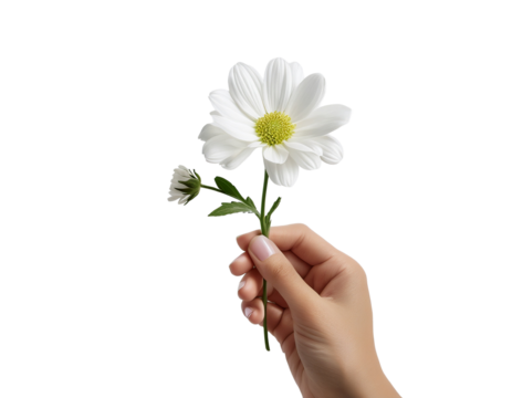 Minimalist shot of hand holding single flower stem, white background