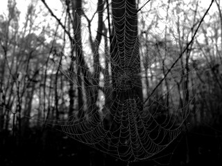 Spider web with thousand droplets like pearls of a jewelry
