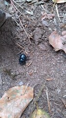 Scarabée noir sur sol forestier avec feuilles sèches
