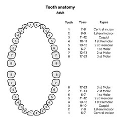 Hand-drawn dental infographic. Types of Teeth Adult. Incisors, canines, premolars, and molars. Educational dental posters, learning materials, clinics, pediatric dentistry, oral hygiene 