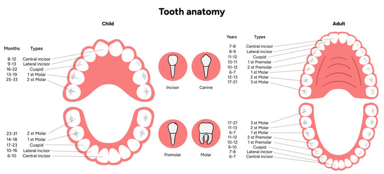 children teeth, kids teeth, baby teeth, tooth types, incisors, canines, molars, dental infographic, dental illustration, hand drawn, tooth diagram, dental art, oral care, dental care, dental education