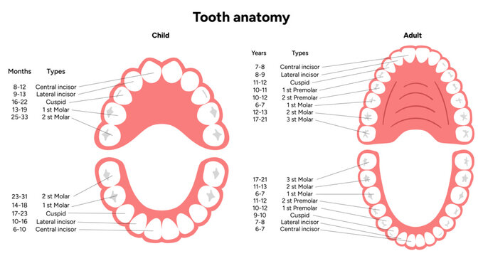 Hand-drawn dental infographic. Types of Teeth Adults and Children. Incisors, canines, premolars, and molars. Educational dental posters, learning materials, clinics, pediatric dentistry, oral hygiene 