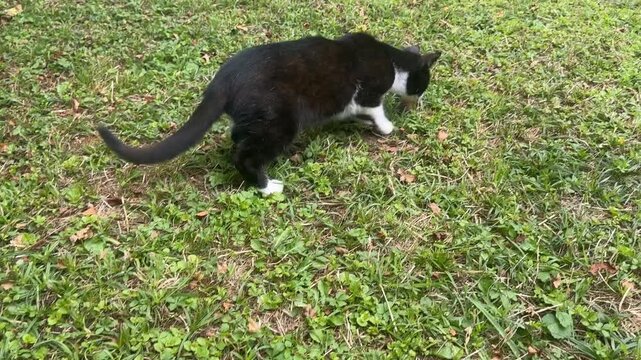 A black and white cat hunting and playing with a captured mouse in the grass of a garden
