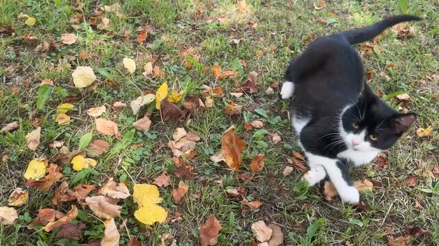 A playful black and white cat actively pouncing and playing with autumn leaves scattered across green grass in a garden