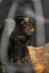 marmoset happily eats a tasty snack showcasing its playful nature. This small primate is fully engaged with its food while surrounded by a cozy environment.