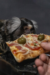 marmoset curiously eats a slice of pizza held by a human. The small primate examines the food ready to enjoy its meal.