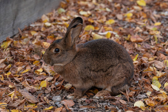 Nancy, France - October 29th 2025 : View on a Brown Chestnut of Lorraine sitting on dead leaves  in a park in the city of Nancy.	