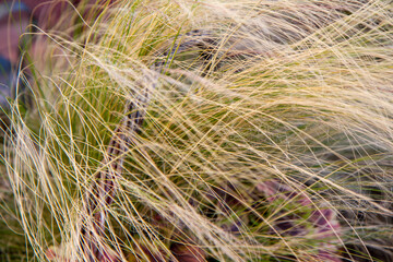 trawa ozdobna bardzo gęsta © RadoslawStan