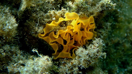 Redbrown leathery doris or redbrown nudibranch (Platydoris argo) egg mass undersea, Aegean Sea, Greece, Halkidikii, Pirgos beach