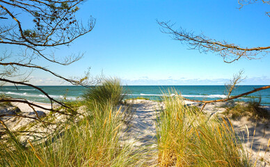 trawy porastające wydmy morskie wiejące na wietrze z widokiem na morze w oddali