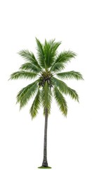 A tall, vibrant green coconut palm tree is perfectly isolated on a pure white background, emphasizing its tropical and exotic appeal ,beach ,tropical ,fruit