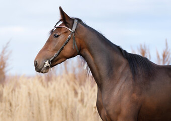 Horse. Portrait. Close-up. A thoroughbred horse of the Oryol Trotter breed. Harness racing. Trotting horse race