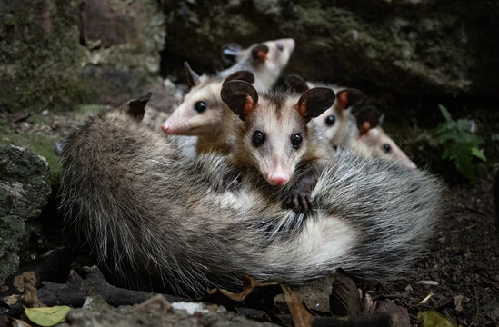 opossums