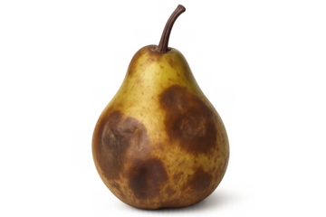 Rotten pear showing food waste and decay concept